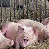 свиньи живой вес в Ростове-на-Дону