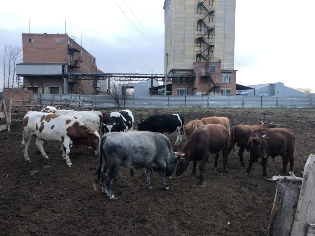  быков  в Ростове-на-Дону