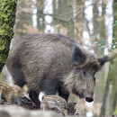 Две вспышки африканской чумы свиней выявлены в Ростовской области
