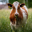 В Ростовской области привили от вируса свыше 450 тыс. коров и быков