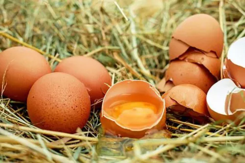 Производство пищевых куриных яиц на Дону с начала года выросло на 30%
