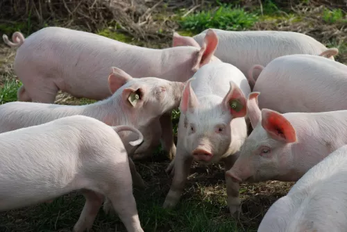 Донская ветслужба провела межрегиональные учения по ликвидации африканской чумы свиней