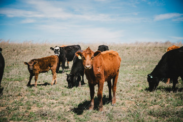 65% фермеров Ростовской области получают гранты на мясное животноводство  