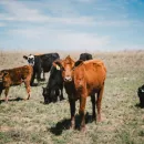 65% фермеров Ростовской области получают гранты на мясное животноводство