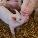 Зафиксирован случай возникновения африканской чумы свиней в ЛПХ Ростовской области