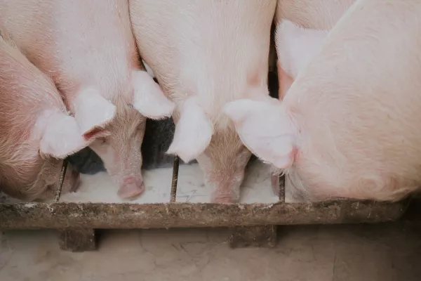 На Дону проведены проверки свинотоварных ферм