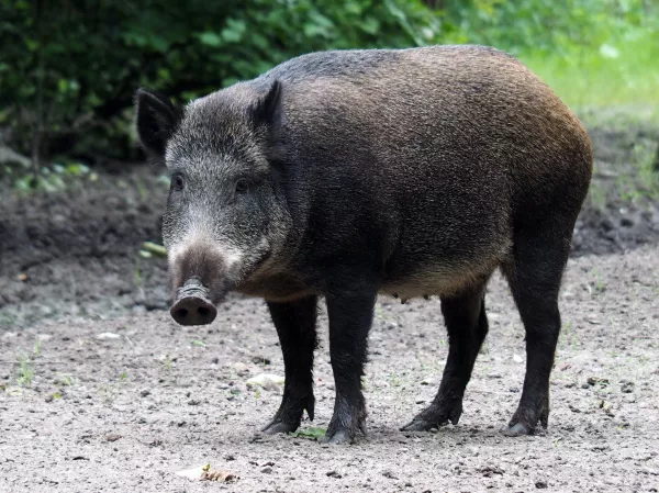 Вспышка африканской чумы свиней зафиксирована в Ростовской области