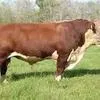 крупный рогатый скот в Сочи