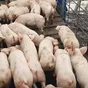 поросята, свиньи в живом весе (оптом) в Ростове-на-Дону и Ростовской области 6