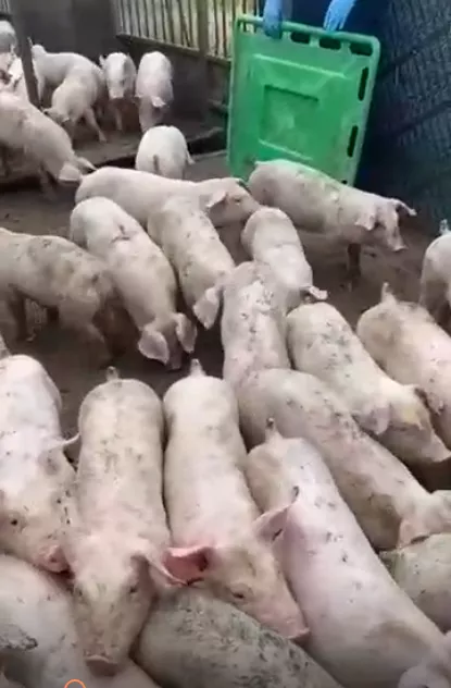 Фотография продукта Поросята, свиньи в живом весе (оптом)