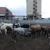  быков  в Ростове-на-Дону